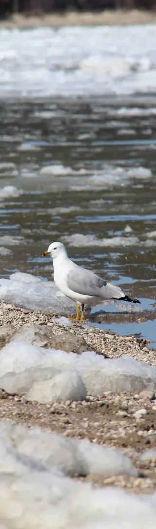 Rückzugsort am Lake Winnipeg